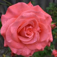 Ди Ди Бриджуотер (Dee Dee Bridgewater)