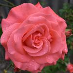 Ди Ди Бриджуотер (Dee Dee Bridgewater)