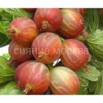 Kryzhovnik-Konfetnyj-1-sht-Poisk