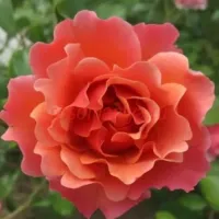 Жан Кокто (Jean Cocteau)