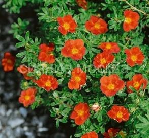 Лапчатка кустарниковая Мэрион Ред Робин, 1 шт., (Поиск)