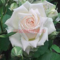 Изнт Ши Лавли (Isn't She Lovely)