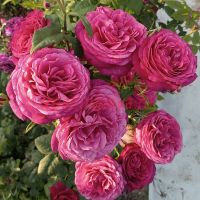 Иоганн Вольфганг фон Гёте (Johann Wolfgang von Goethe)