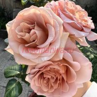 Кафе Латте (Cafe Latte)