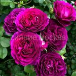 Roza-floribunda-Tvajlajt-Zoun-1-sht-Poisk2