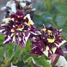 Roza-chajno-gibridnaya-Abrakadabra-1-sht-Poisk