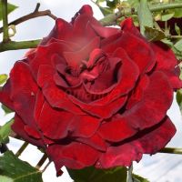 Кримсон Глори (Crimson Glory Cl.)