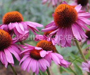 ЭХИНАЦЕЯ МАГНУС, 1 шт (Флора Селект)