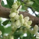 Shelkovica-belaya-Alba-Poisk-1-sht