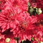 Хризантема корейская Калина красная/уп 1 шт/ Поиск