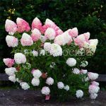 Gortenziya-metelchataya-Lyuks-Pink-jend-Rouz-Pink-Rose-Poisk-1-sht