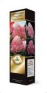 Gortenziya-metelchataya-Lyuks-Pink-jend-Rouz-Pink-Rose-Poisk-1-sht1