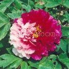 Pion-drevovidnyj-dvuhcvetnyj-Sestry-Kiao-1-sht-Poisk