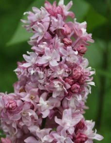 Сирень обыкновенная Федерико Гарсиа Лорка, 1 шт., Поиск (серия "Русская сирень")