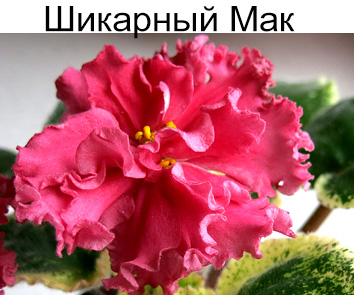 Шикарный Мак (Морев)