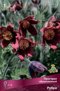 Прострел обыкновенный Рубра Pulsatilla vulgaris Rubra,   /уп 1 шт/ Поиск
