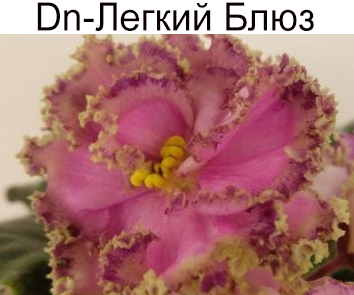 Dn-Легкий Блюз ((Денисенко)  НОВИНКА КАТАЛОГА