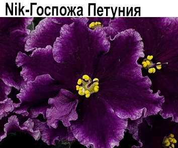 Nik-Госпожа Петуния (Булко Н)  НОВИНКА