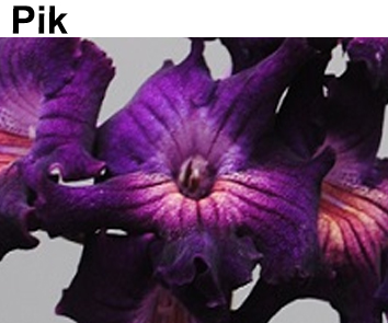 Pik (P. Kleszczynski)  НОВИНКА КАТАЛОГА