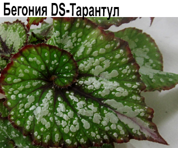 Бегония DS-Тарантул   НОВИНКА КАТАЛОГА!