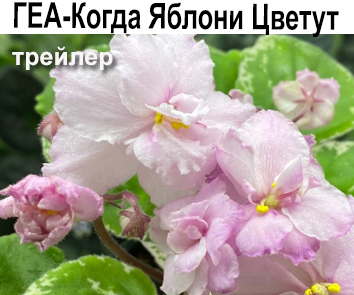 ГЕА-Когда Яблони Цветут (Е.Галицкая)  НОВИНКА