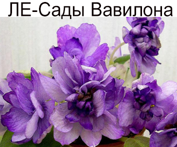 ЛЕ-Сады Вавилона (Лебецкая)