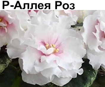 Р-Аллея Роз (В.Зуб)