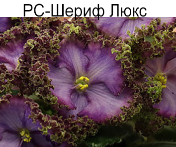 РС-Шериф люкс (Репкина)