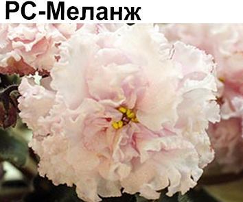 РС-Меланж (Репкина)