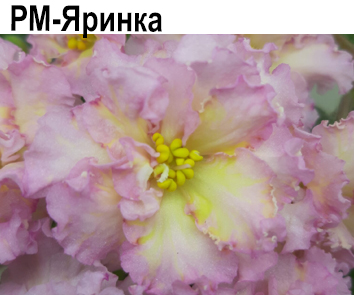 РМ-Яринка (Скорнякова)  НОВИНКА КАТАЛОГА