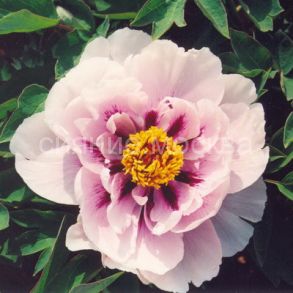 Пион древовидный Сапфир, 1 шт (Поиск)