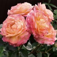 Ле Рози де ла Мемуар (Le Rosier De La Memoire)