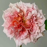 Ле Саблиер (Le Sablier)