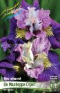 IRIS-SIBIRSKIJ-ON-MALBeRRI-STRIT-On-Mulberry-Street-1-sht-Flora-Selekt