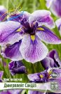 IRIS-MeCheVIDNYJ-DINeRPLeJT-SANDAJe-1-sht-Flora-Selekt