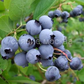 Голубика высокорослая Торо, 1 шт (Поиск)