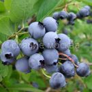 Golubika-vysokoroslaya-Toro-1-sht-Poisk