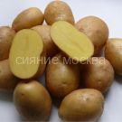 Semennoj-kartofel-Super-Jelita-quot-Nevskij-quot-1-sht