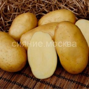 Картофель Брянский деликатес семенной, суперэлита, 2 кг., Егорша