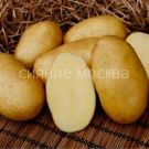 Kartofel-Bryanskij-delikates-semennoj-superelita-2-kg-egorsha