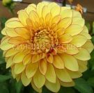 Georgina-dekorativnaya-Lejk-Ontario-up-1-sht-Poisk-2