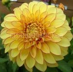 Georgina-dekorativnaya-Lejk-Ontario-up-1-sht-Poisk-2