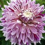 Георгина Авиньон, 1 шт., Колорлайн