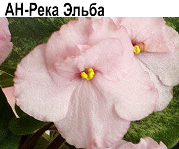 АН-Река Эльба (Андреева) НОВИНКА КАТАЛОГА