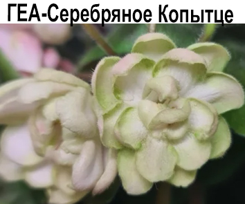 ГЕА-Серебряное Копытце (Галицкая)  НОВИНКА КАТАЛОГА