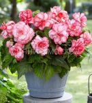 Бегония Бутон де Роуз/уп 2 шт/ Поиск