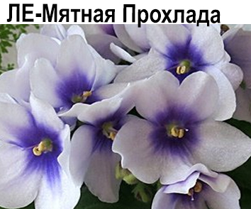 ЛЕ-Мятная Прохлада