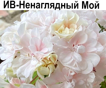 Пеларгония густомахровая ИВ-Ненаглядный Мой