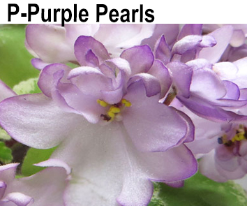 Р-Purple Pearls