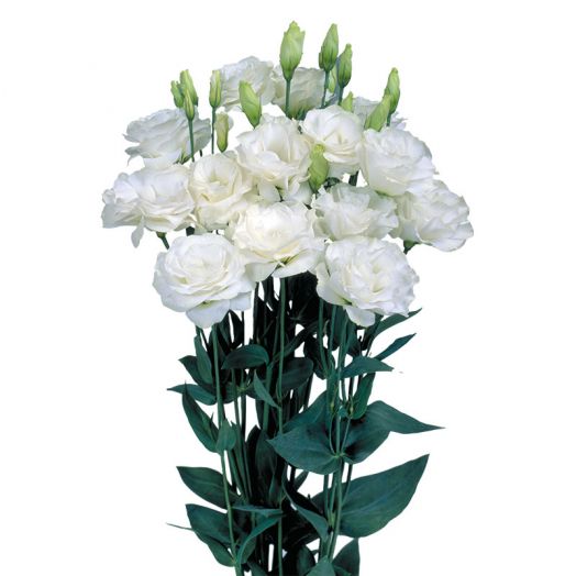Эустома(Лизиантус) махровая (Eustoma grandiflorum) Mariachi Pure White, 50 драже